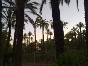 Amanece en el huerto de palmeras