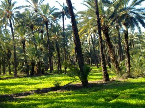 El espectáculo de la primavera de invierno en las palmeras