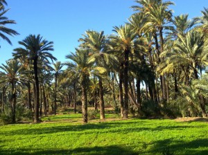 El huerto de palmeras del Camino del Pantano