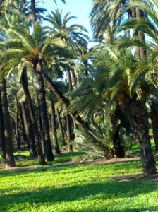 Brotes verdes en el Palmeral de Elche