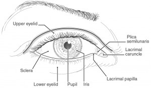 El ojo de raza blanca, dibujo anatomico