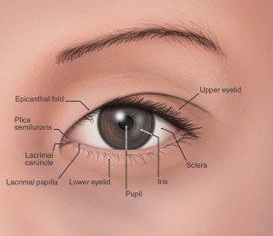 El ojo oriental, detalles