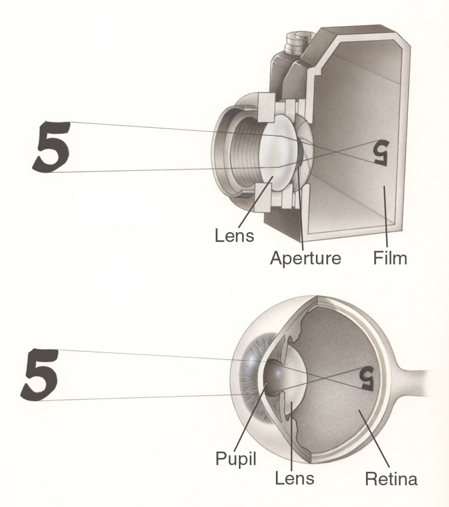 Comparación entre la cámara y el ojo