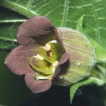 Bayas de atropa belladonna