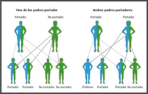 Esquema de distribución de la herencia genética del Stargardt