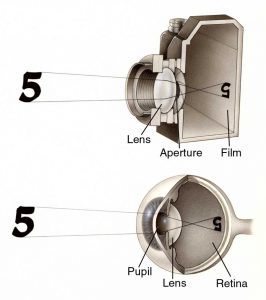 El ojo humano comparado con una cámara fotográfica
