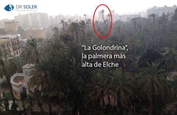 La Golondrina, la palmera más alta de Elche